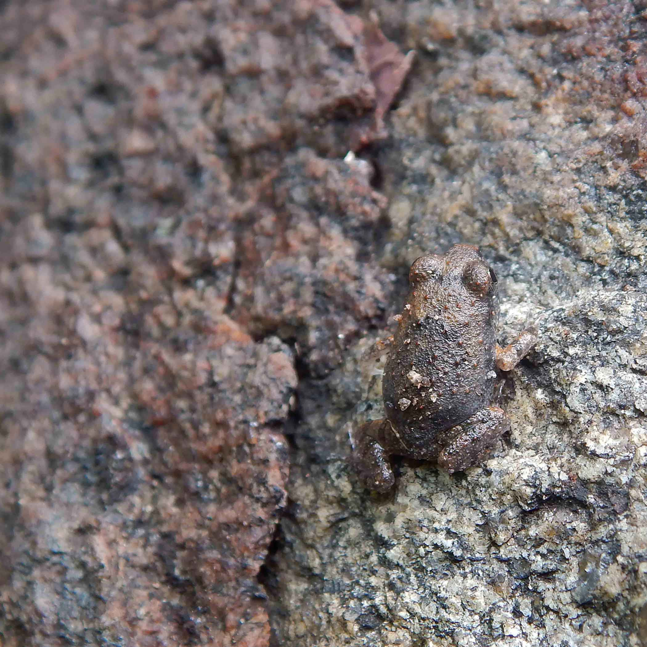 Burrowing Frog